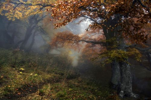 medieval-woman - Along the path to the fairy forest by Alexey...