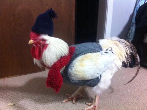 crownofbirds:knit chicken fashions by Brady Lee / number1birdstore