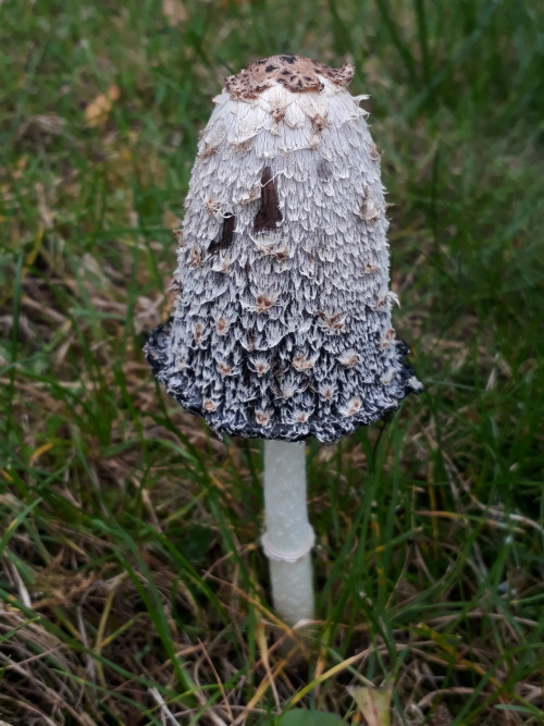 Walthamstow, London, UK, October 2021Lawyer’s wig inkcap / shaggy inkcap (Coprinus comatus)This gorg