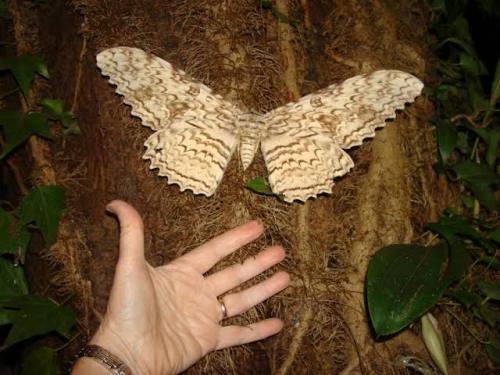 White witch moth sitting on a tree with person holding out their hand for scale beneath it. The person's hand is slightly smaller.