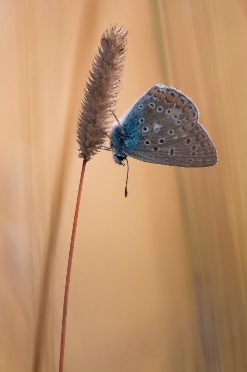 superbnature:  Nr 4 by Rikard69 http://ift.tt/1nFxP1G