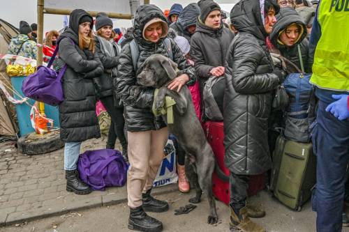 blueboyluca: Pets of war: Ukrainians take comfort from their animals as they flee the conflict – in 