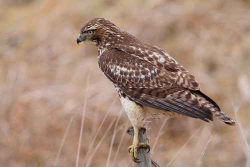 animals-plus-nature: Red-tailed Hawk by Hard-Rain on Flickr.