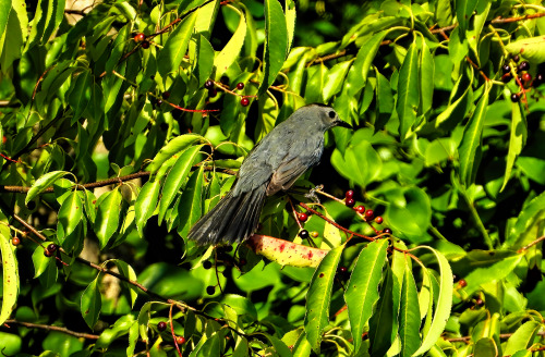 birbmania:Gray catbird … Bombay Hook National Wildlife Refuge, Smyrna, Delaware … 7/12/20These mfers