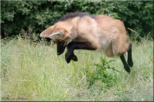 diary-of-a-daddy:  jupiterexe:  vivelagiygas:  I don’t understand why Maned Wolves aren’t more popular on tumblr, I mean look at themThey’re likefoxes on stilts.  they’re absolutely precious and totally fucking ridiculousin every way   this is