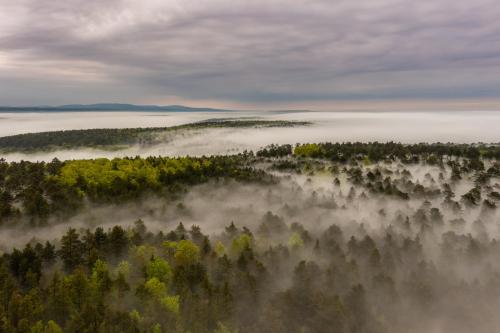 Foggy woods, Germany, Frankonia [OC][2000x1599] via EarthPorn