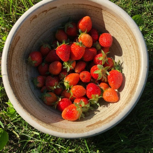 purrfectpeach: First strawberries from my garden✨