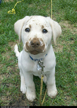 aplacetolovedogs:  No sir, I do not know who dug that big hole in your garden! For more cute dogs and puppies 