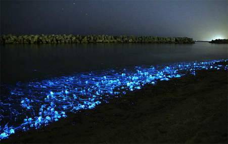 Firefly Squid (Watasenia scintillans)