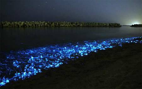 Firefly Squid (Watasenia scintillans)