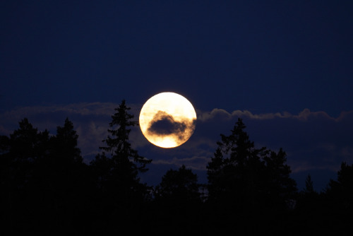 swedishlandscapes: Fullmoon hiding behind clouds. May 2022.