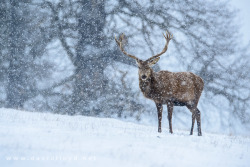 theicekingdom:  Red Deer (by David Lloyd)