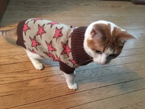 wisconsinratpack: It’s called fashion, look it up @mostlycatsmostly