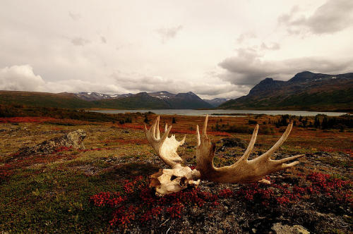 basicallyimcat1:Bull moose skull in Alaska taken by: Beck Photography 