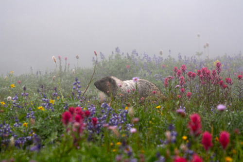 90377:Mt Rainier, Washington State by Filemon &amp; Mickey