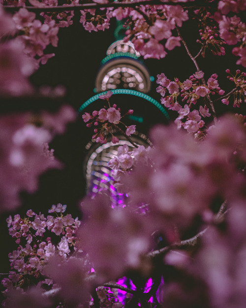 Always missing the Sakura time _______________LocationTokyo SkyTree Seen through Kawazu zakura near 