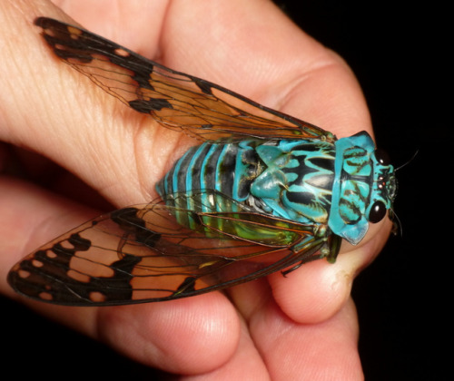 end0skeletal: Cicada, Zammara smaragdina by Andreas Kay