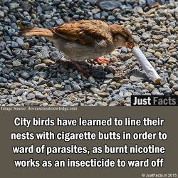 thejustfacts:  City birds have learned to line their nests with cigarette butts in order to ward of parasites, as burnt nicotine works as an insecticide to ward off mites, lice and fleas.