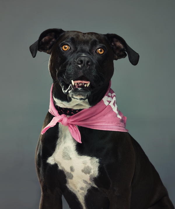 mymodernmet:  Started back in 2012, Not a Bully is a heartwarming project by photographer