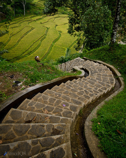 Stairs to rice terraces in Naga village, Java, Indonesia (by ahmedq8).