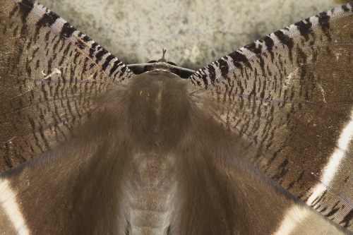 Tropical swallowtail moth (Lyssa zampa)