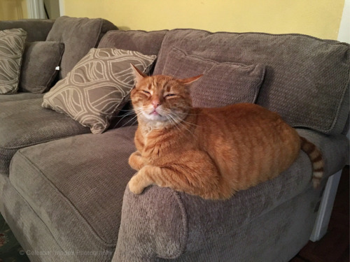 mischiefandmay: Mischief approves of the new couch