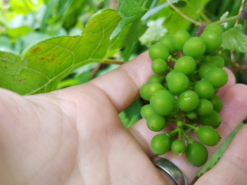 biodiverseed:The harvest is bountiful on the grape wall this year. I was told to prune the fruiting 