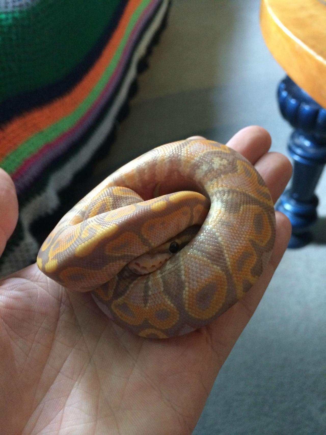 adorablesnakes:  peek-a-boo!