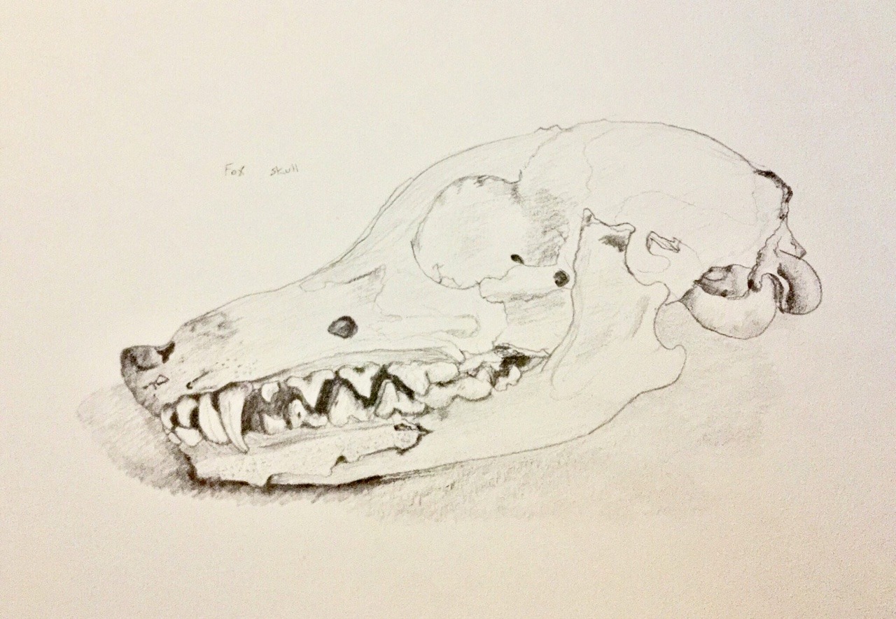 Fox skull