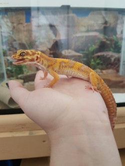 rate-my-reptile:  lizardbeans:  kyloscorner:  Kylo shed yesterday and his color is coming in beautifully!  Caught him right before a yawn.  :D  :V   (hollering) THE MEAT IS CLEANEDS