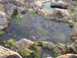 devodyana:tide pool