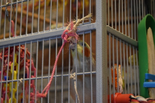 [Image: Two pictures of Kairi the cockatiel with her beak through the bars of her cage trying to che