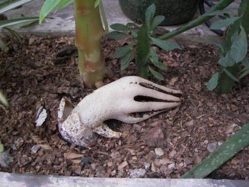 Devil’s Fingers - This Must Be The Creepiest Mushroom Ever. It Looks Like A Zombie Hand Reaching Out
