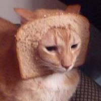 k-vegas:our poor kitty getting “breaded”.  www.kutekitty.com