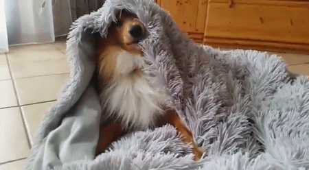 doggosource:hiding from responsibilities like