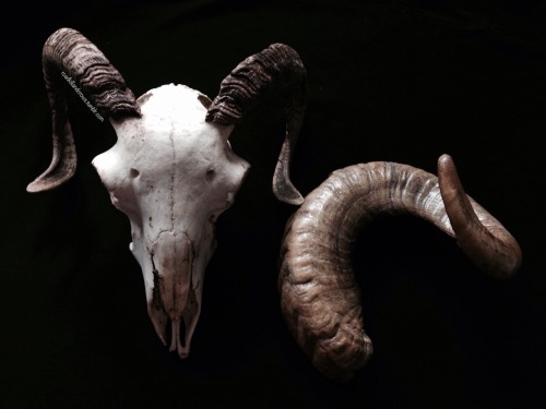 roadkillandcrows:Ram skull and horn.