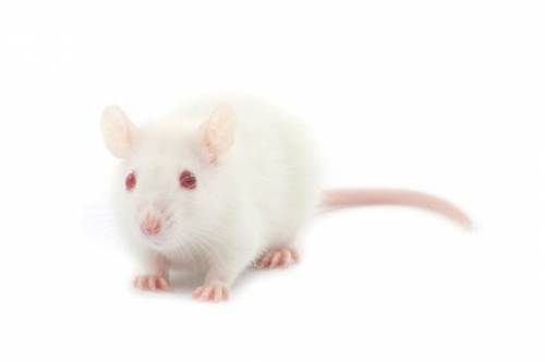 retroactivebakeries: salon: Male mice sing ultrasonic love songs to woo mates according to a new stu