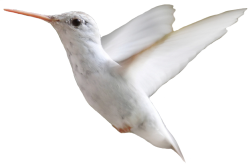 transparent-flowers:  Albino Ruby-Throated Hummingbird. Archilochus colubris. 