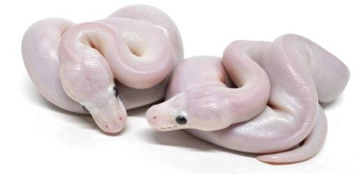 serpentineallthetime:Blue Eyed Leucistic Ball Pythons.Produced by Renick Reptiles, Inc.