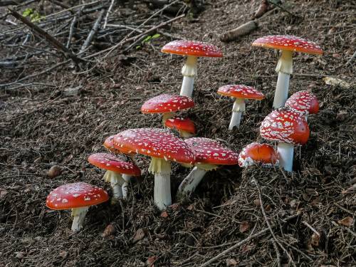 wrotten: Fly agaric