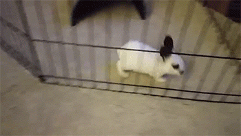 thefrogman:  [video] [h//t: sizvideos]