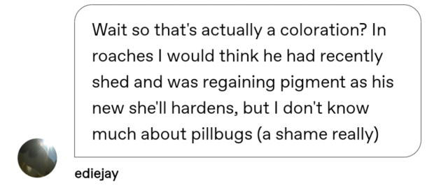 ediejay: wait so that's actually a coloration? in roaches I would think he had recently shed and was regaining pigment as his new shell hardens, but I don't know much about pillbugs (a shame really)