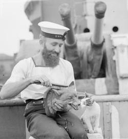 Historicaltimes:  “Torps” , The Cat Mascot Of The Hunt Class Destroyer Hms Haydon,