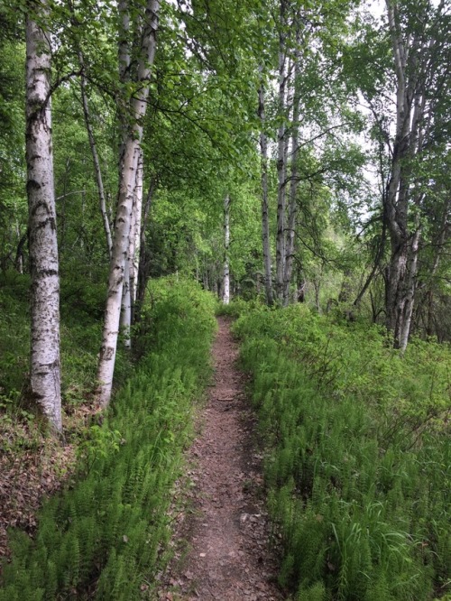 rath259: perle-glaciaire: Ripped around the Ester Dome singletrack today, had a great ride there and