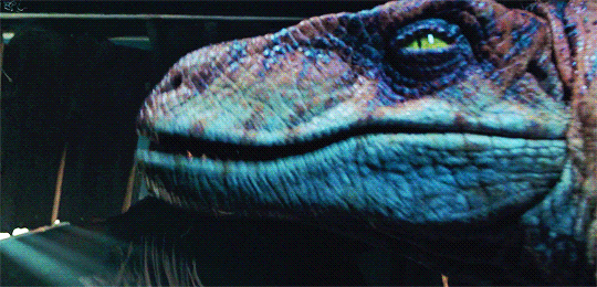 jurassicdaily:  Velociraptors in every movie: Jurassic Park The Lost World: Jurassic