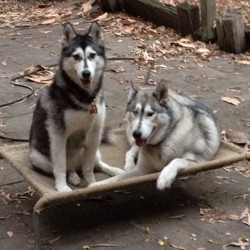 My #kids ! :). #husky #malamute #cute #dogsofinstagram #dog #puppy #bestfriend #love #ig #igers #carladestruction #bostonandcarla