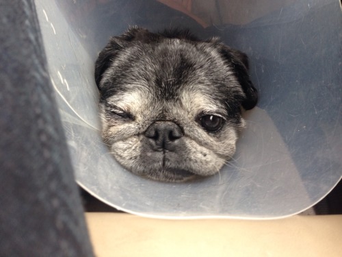 I poked my eyeball and now must wear the cone of shame. See preceding video.