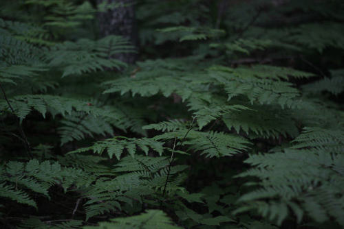 Ferns by ccorisuee on Flickr.