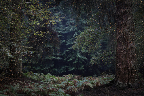 lohrien:Photography by Ellie Davies