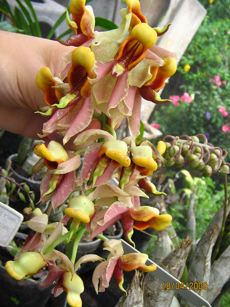 apreciador-de-flores:
“  Catasetum galeritum (Orchidaceae: Catasetinae).
By Paulo Victor. [x]
”